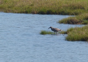 Black-crowned Night Heron, juvenile